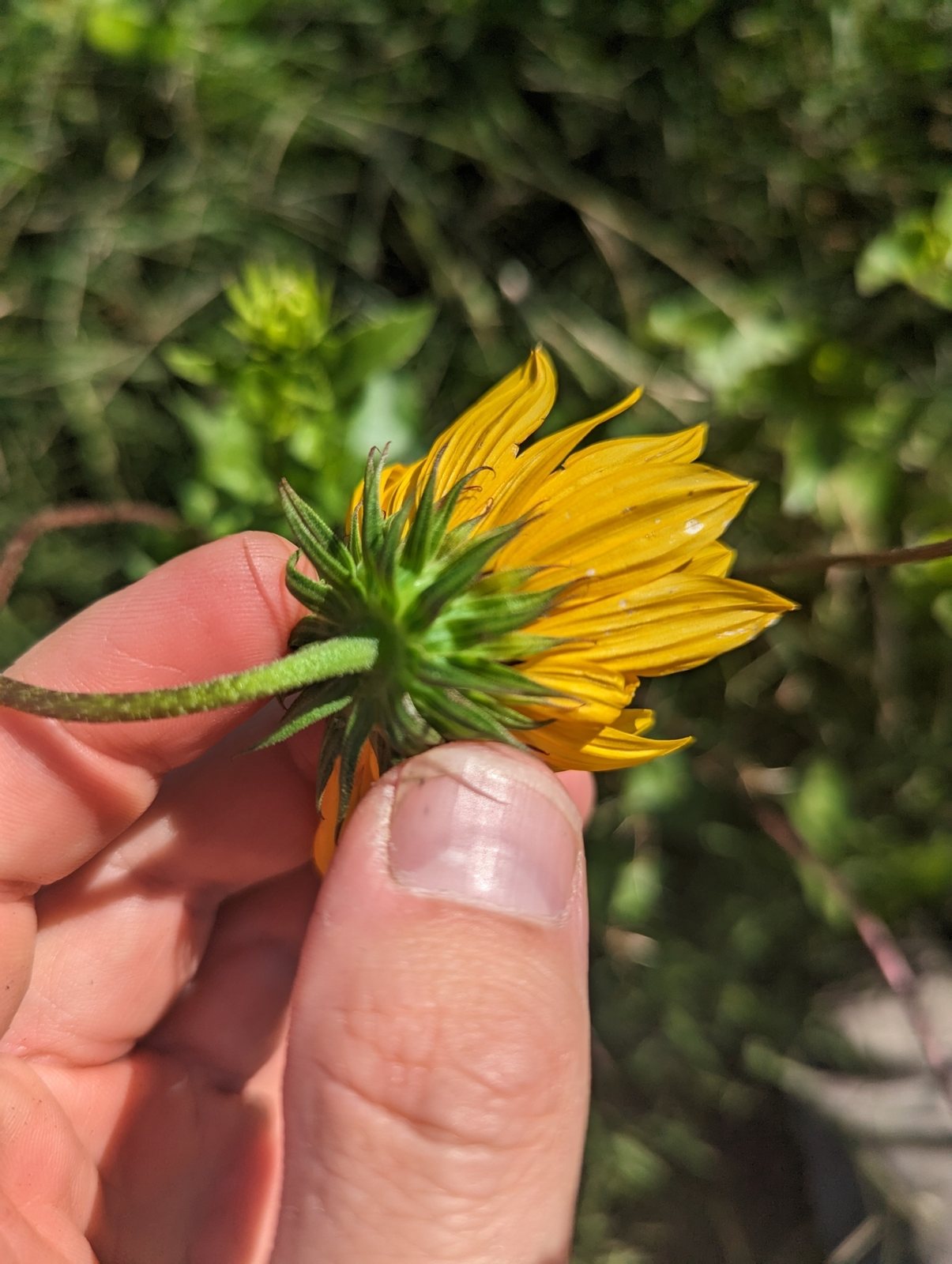 Beach sunflower
