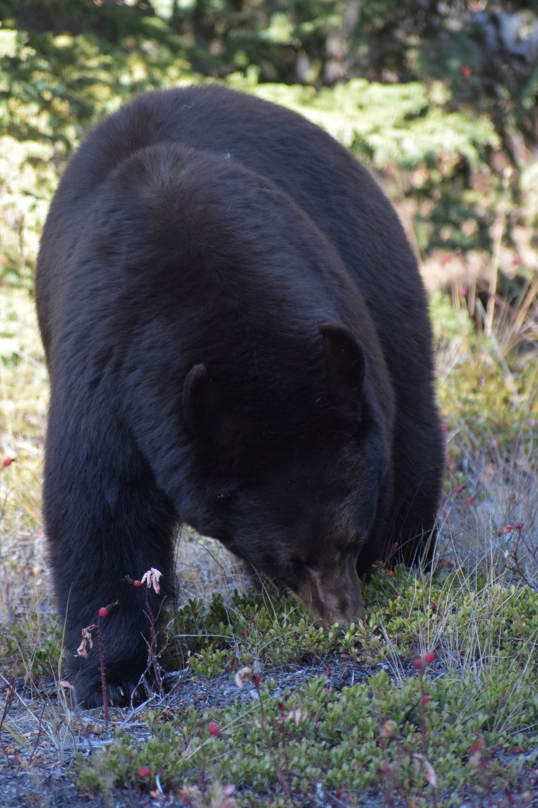 Bearberry