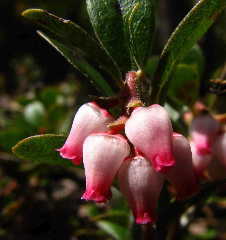 Bearberry