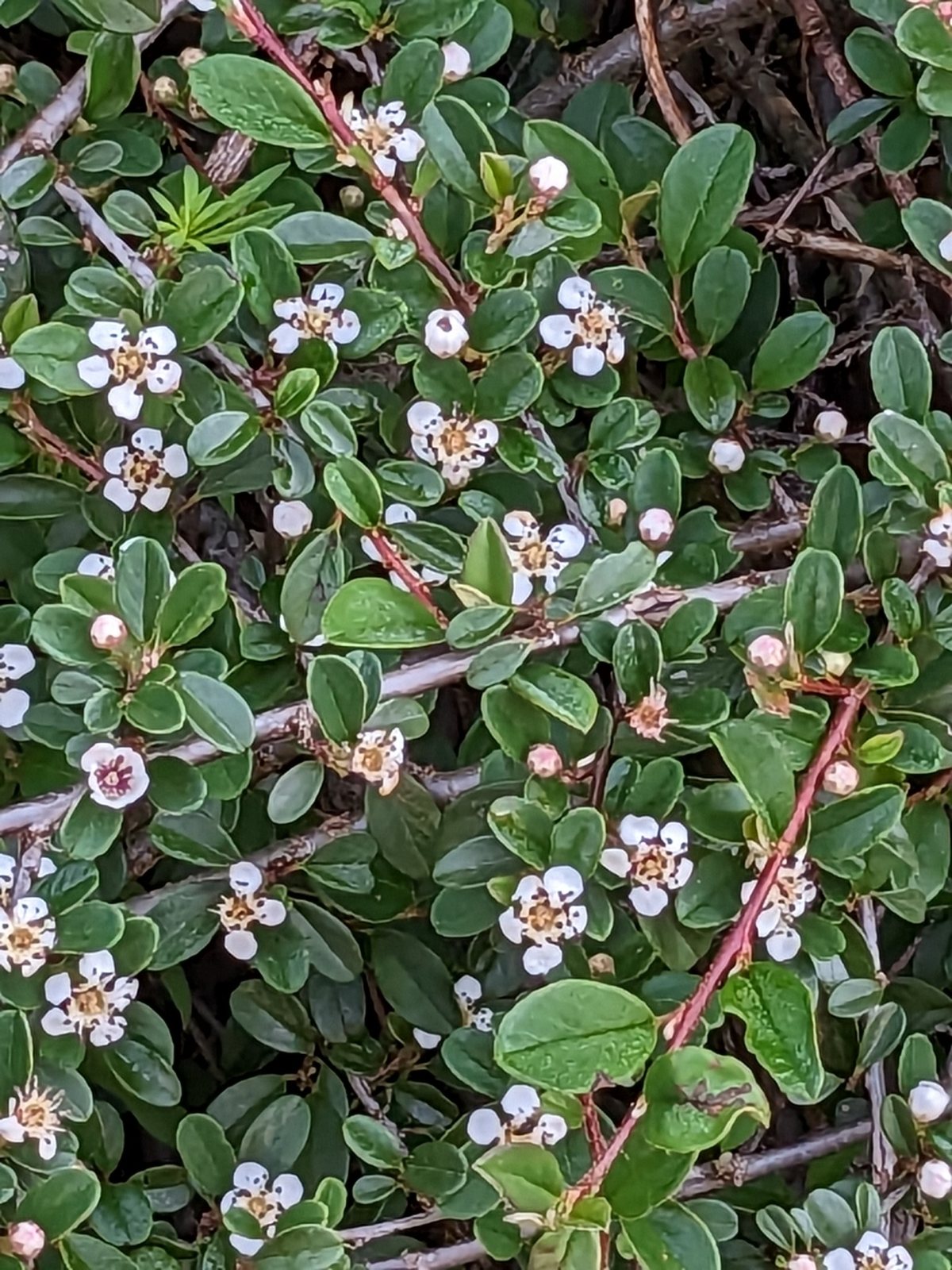 Bearberry cotoneaster