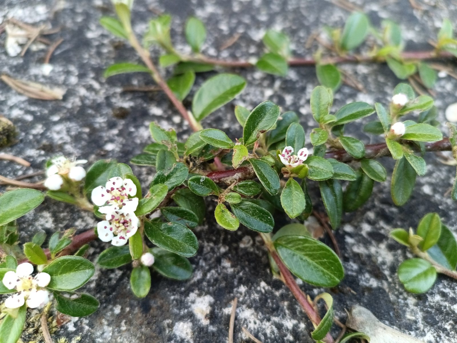Bearberry cotoneaster