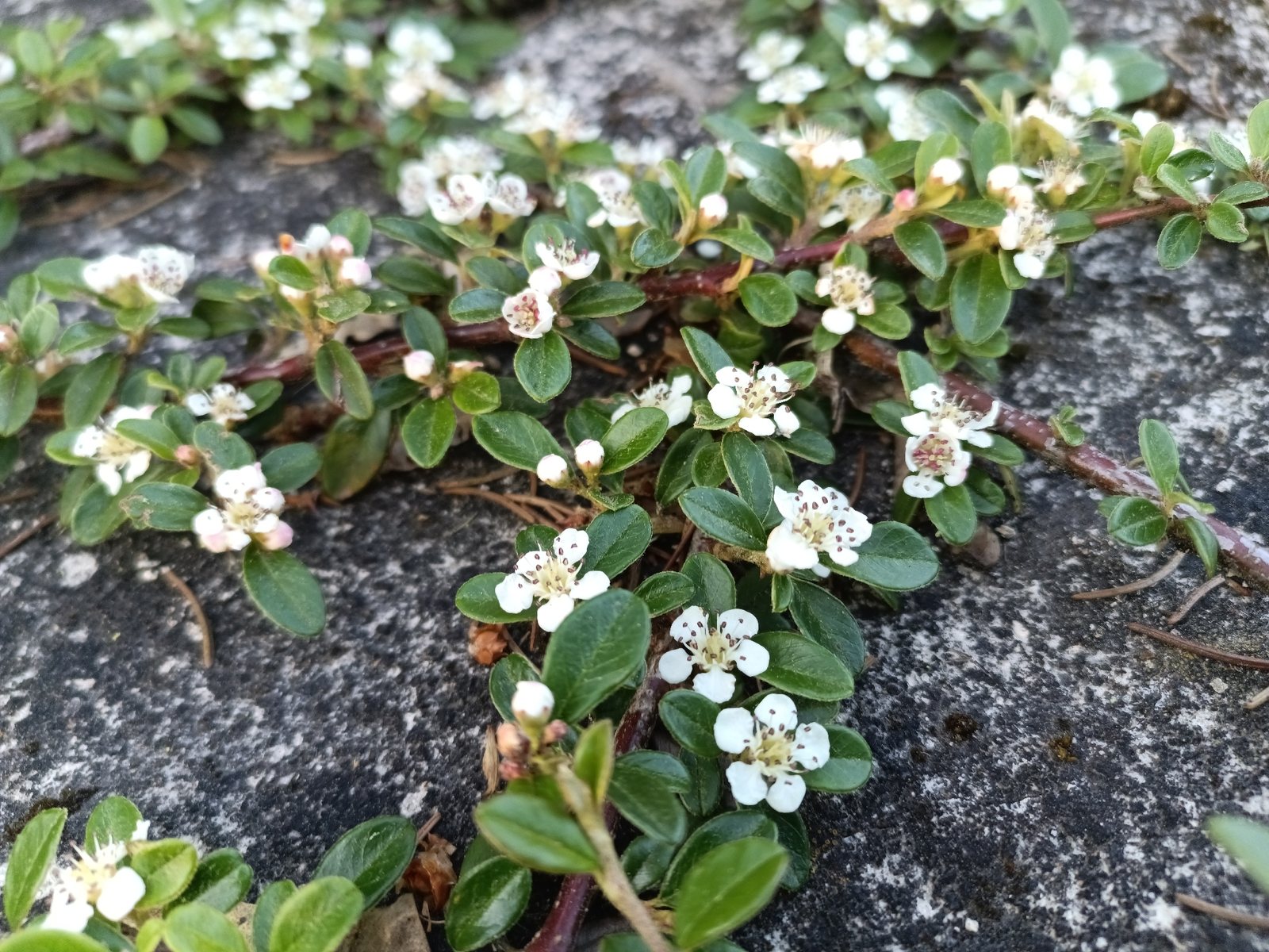 Bearberry cotoneaster