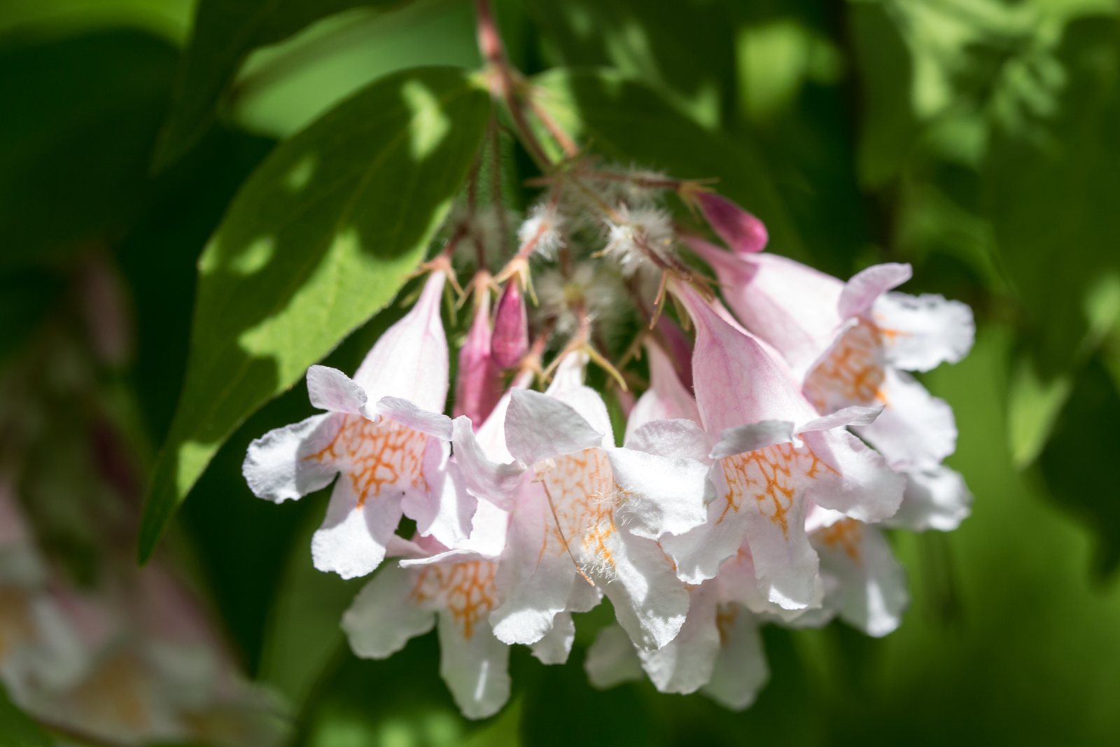 Beauty bush