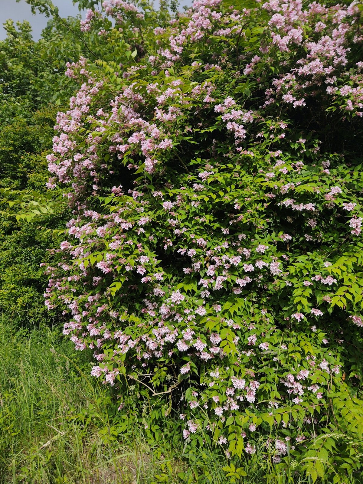 Beauty bush