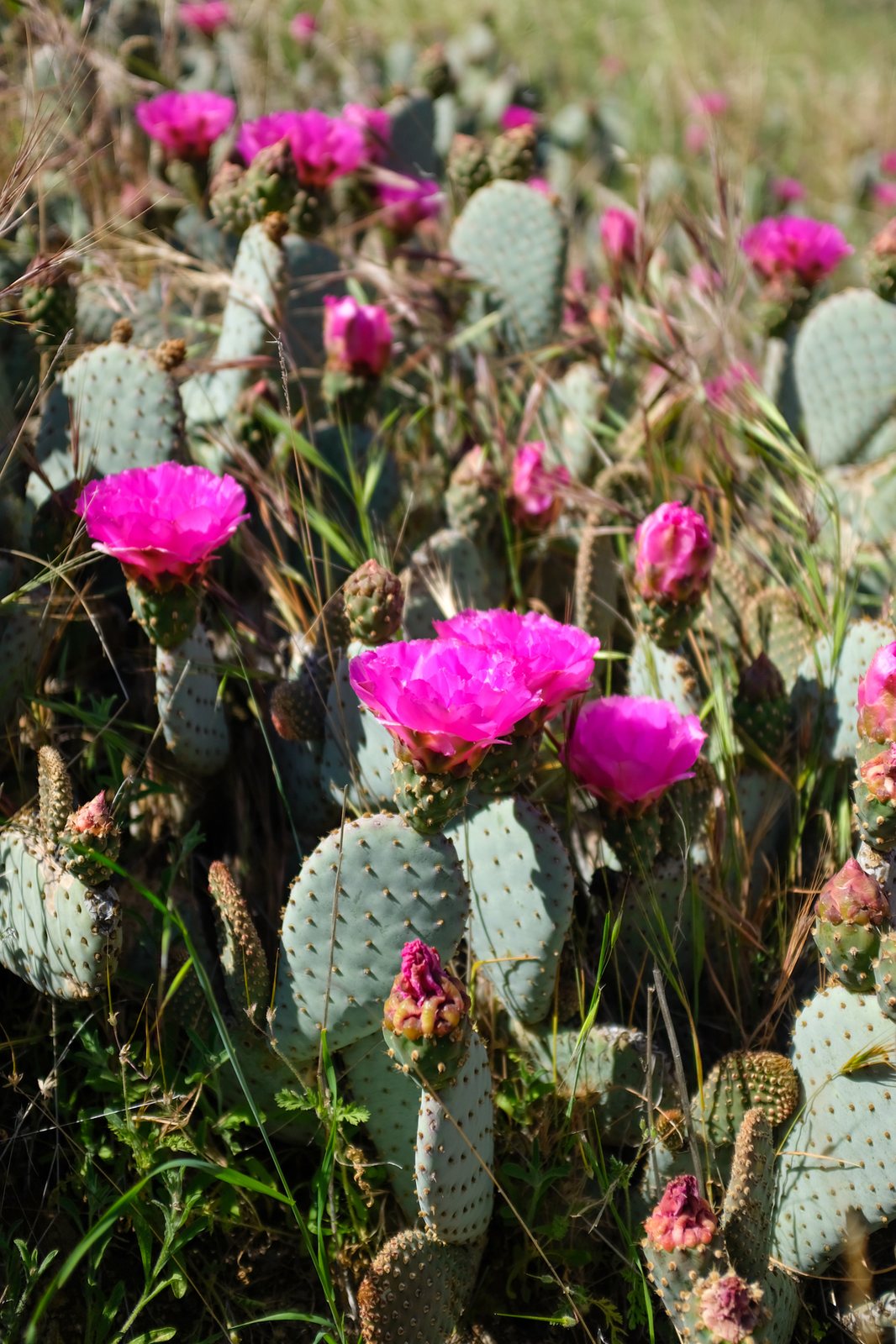 Beavertail cactus