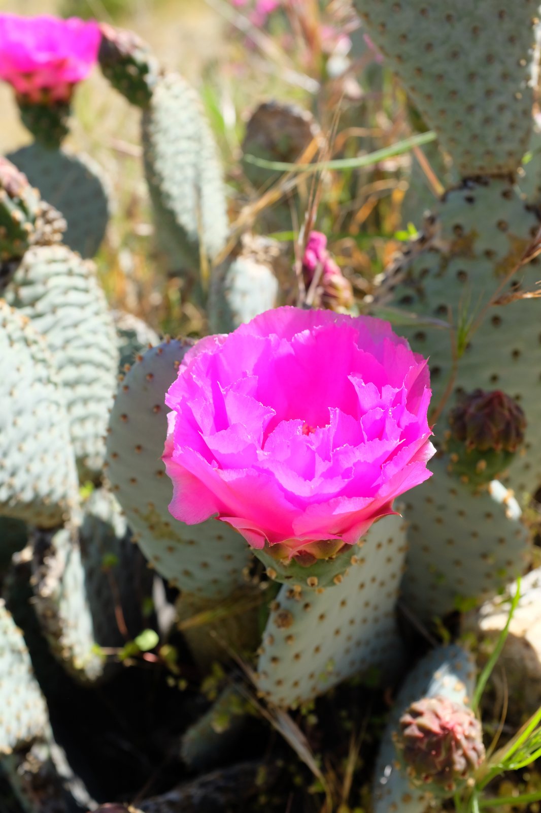 Beavertail cactus