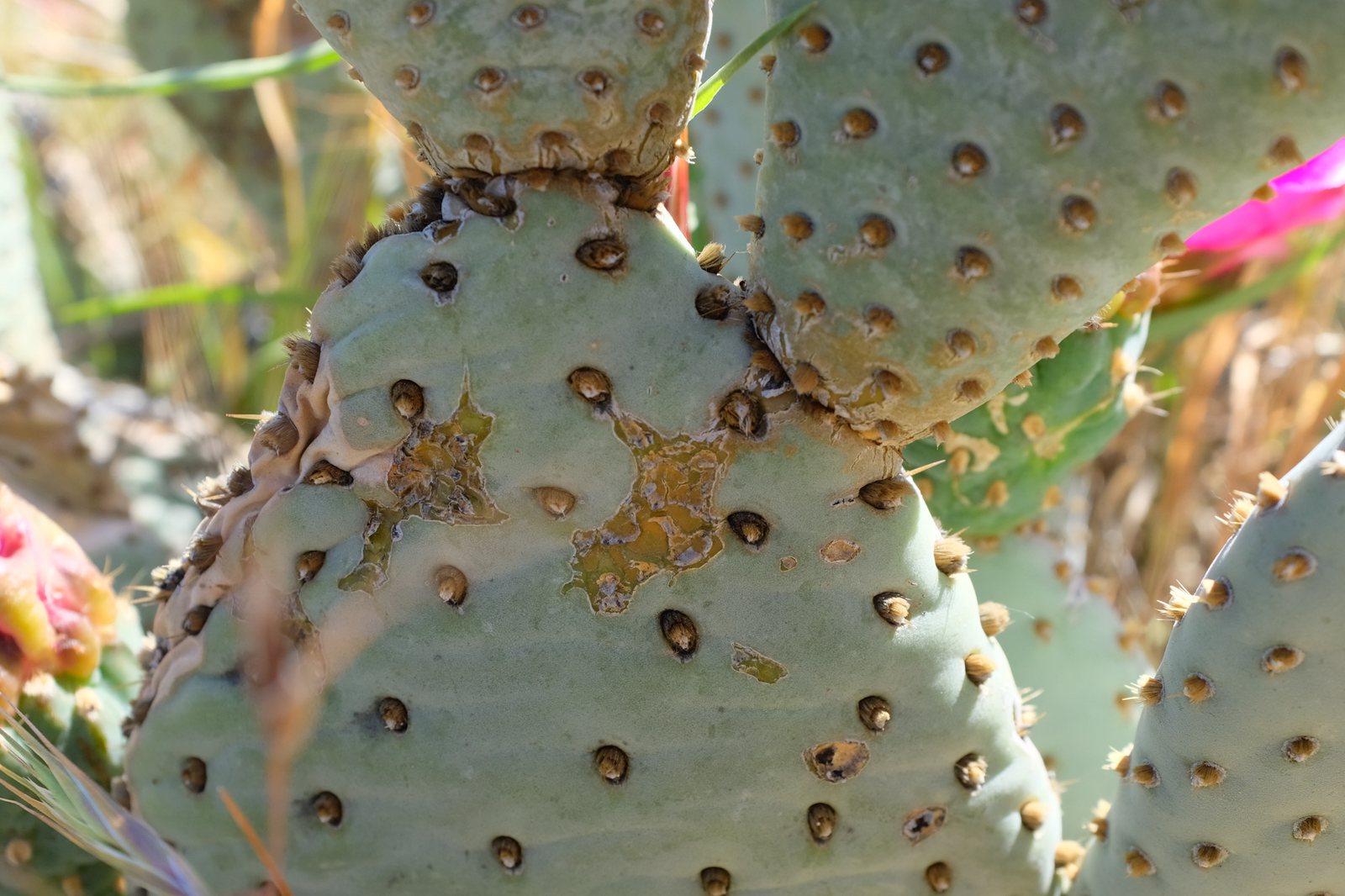 Beavertail cactus