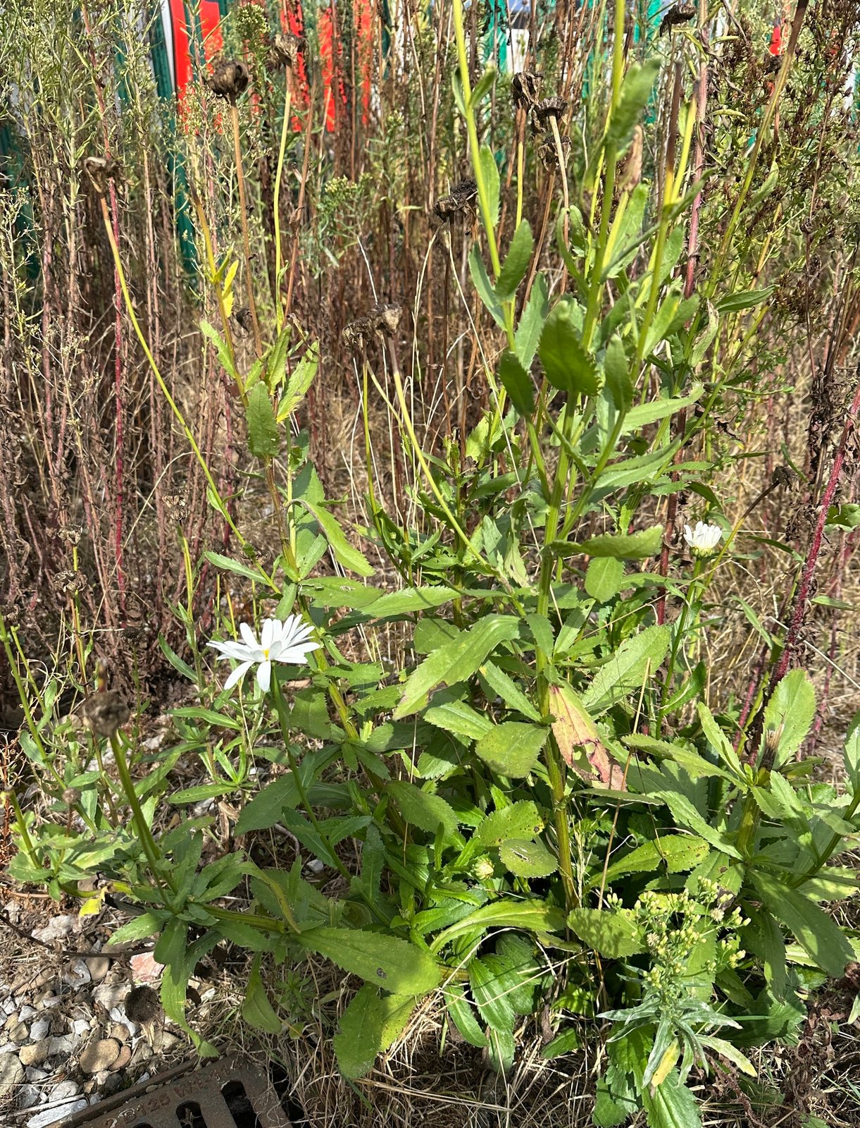 Becky Shasta daisy