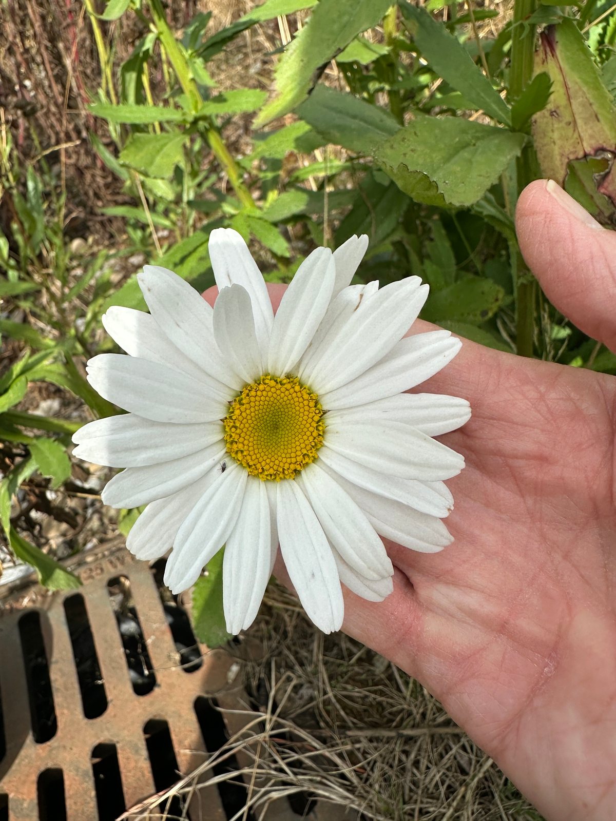 Becky Shasta daisy