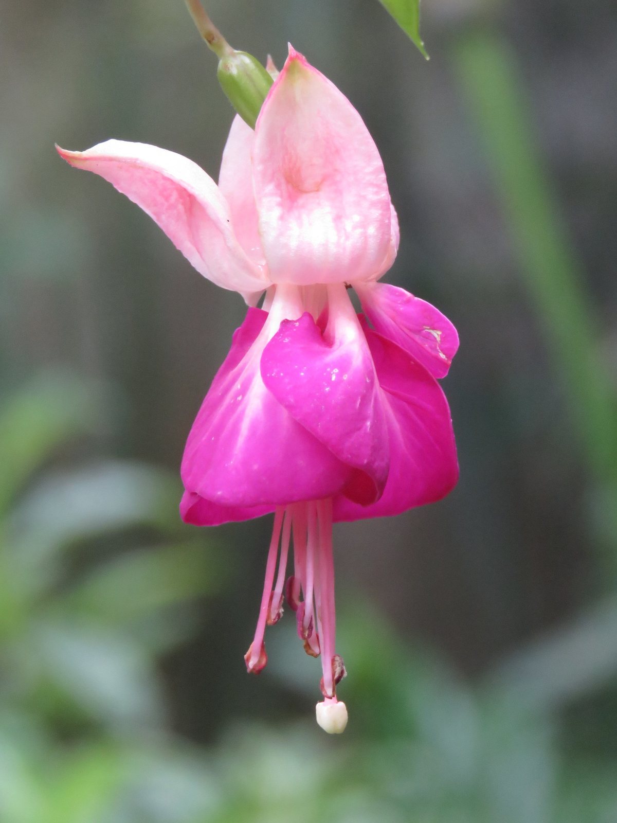 Bedding fuchsia