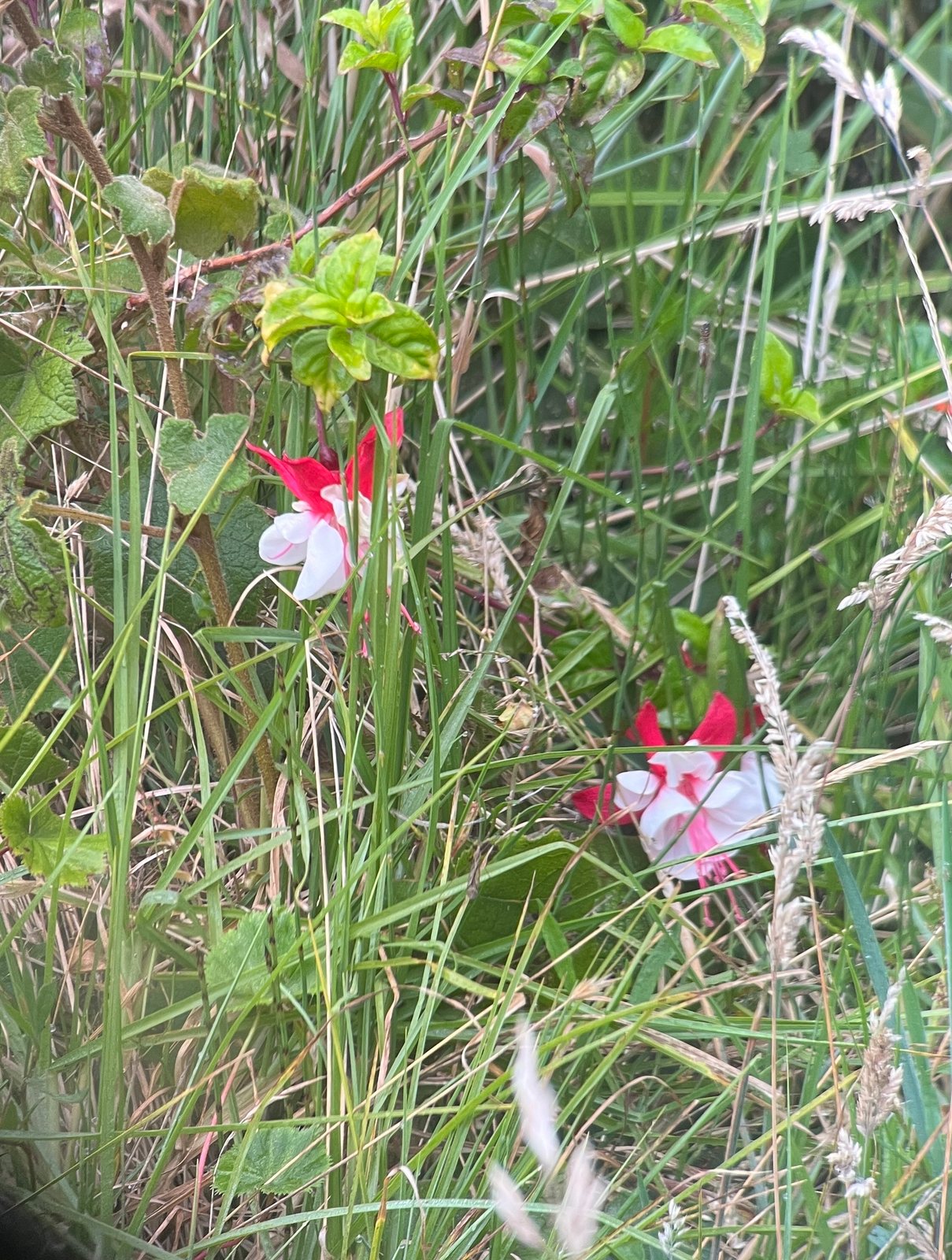 Bedding fuchsia