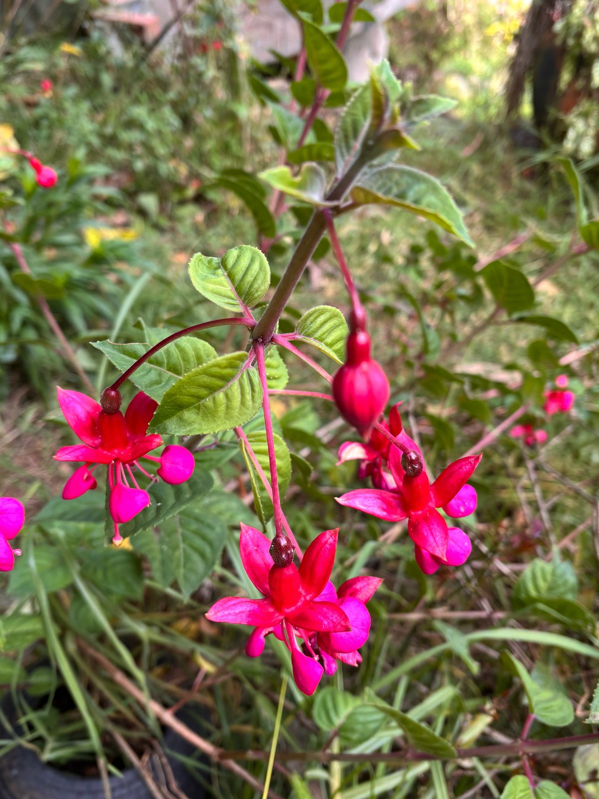 Bedding fuchsia