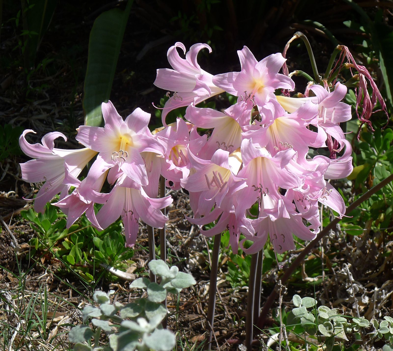 Belladonna lily