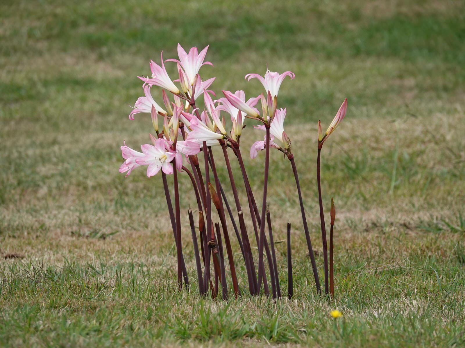 Belladonna lily