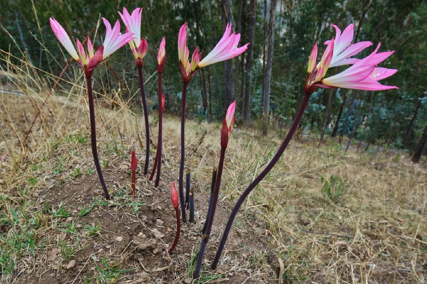 Belladonna lily