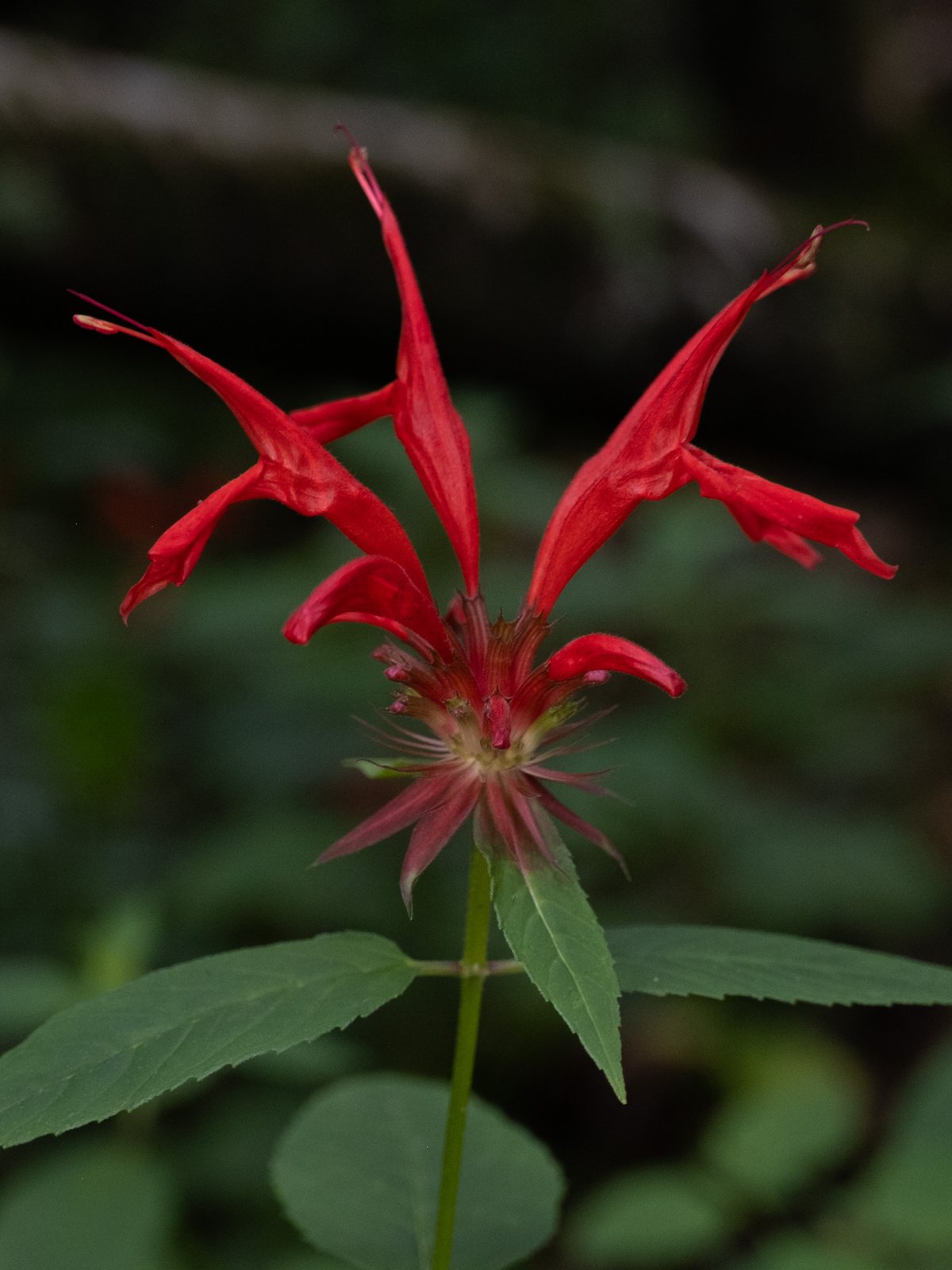 Bergamot 'Cambridge Scarlet'
