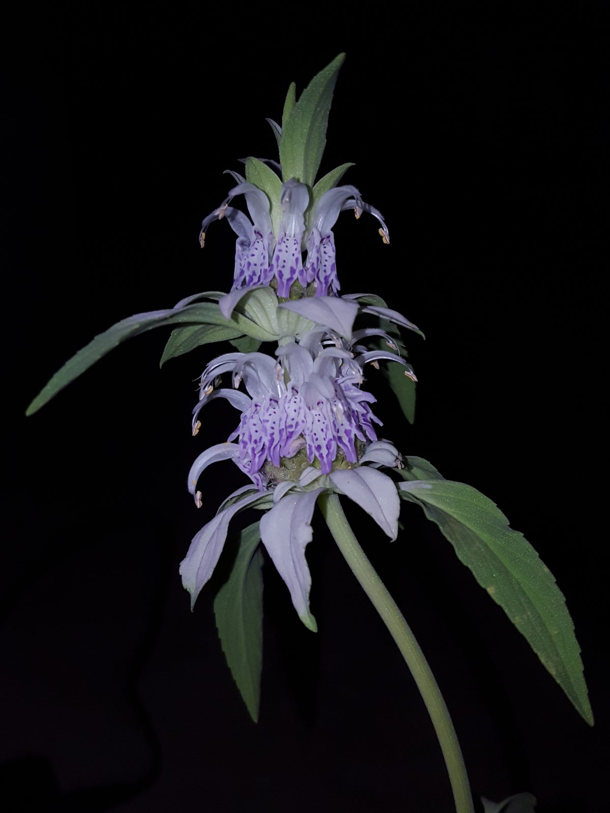 Bergamot 'Cambridge Scarlet'