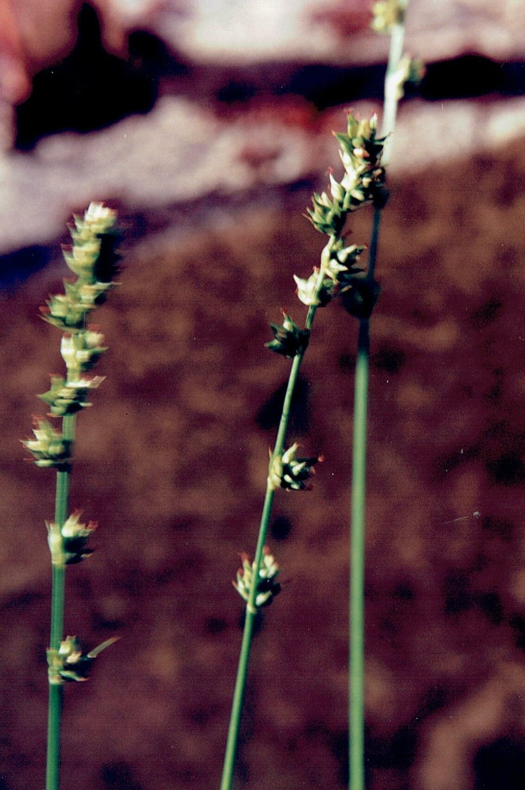 Berkeley sedge