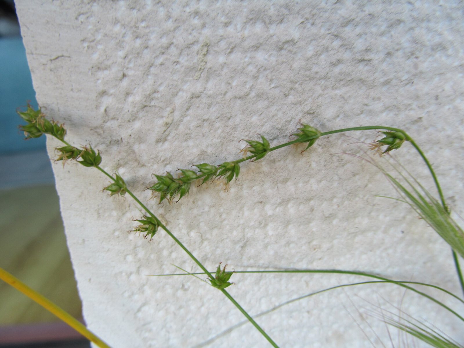Berkeley sedge