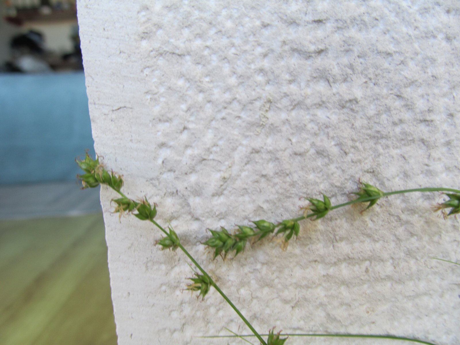 Berkeley sedge