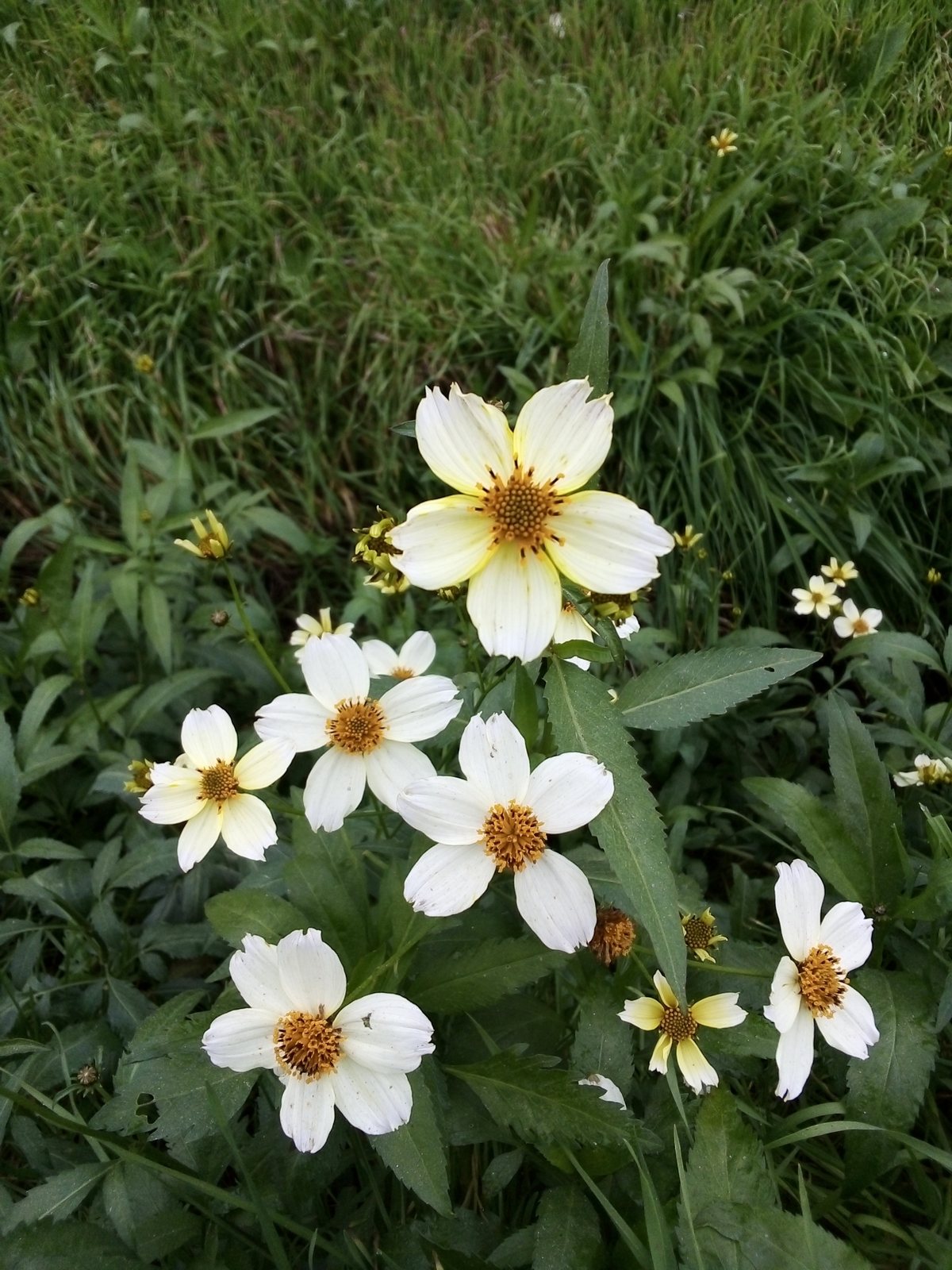 Bidens