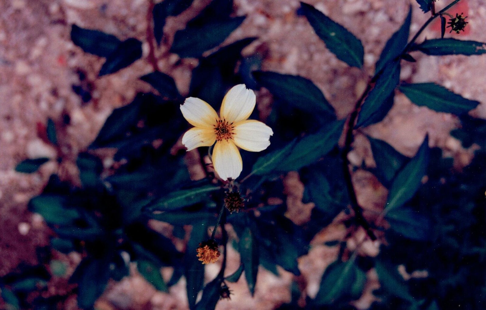 Bidens