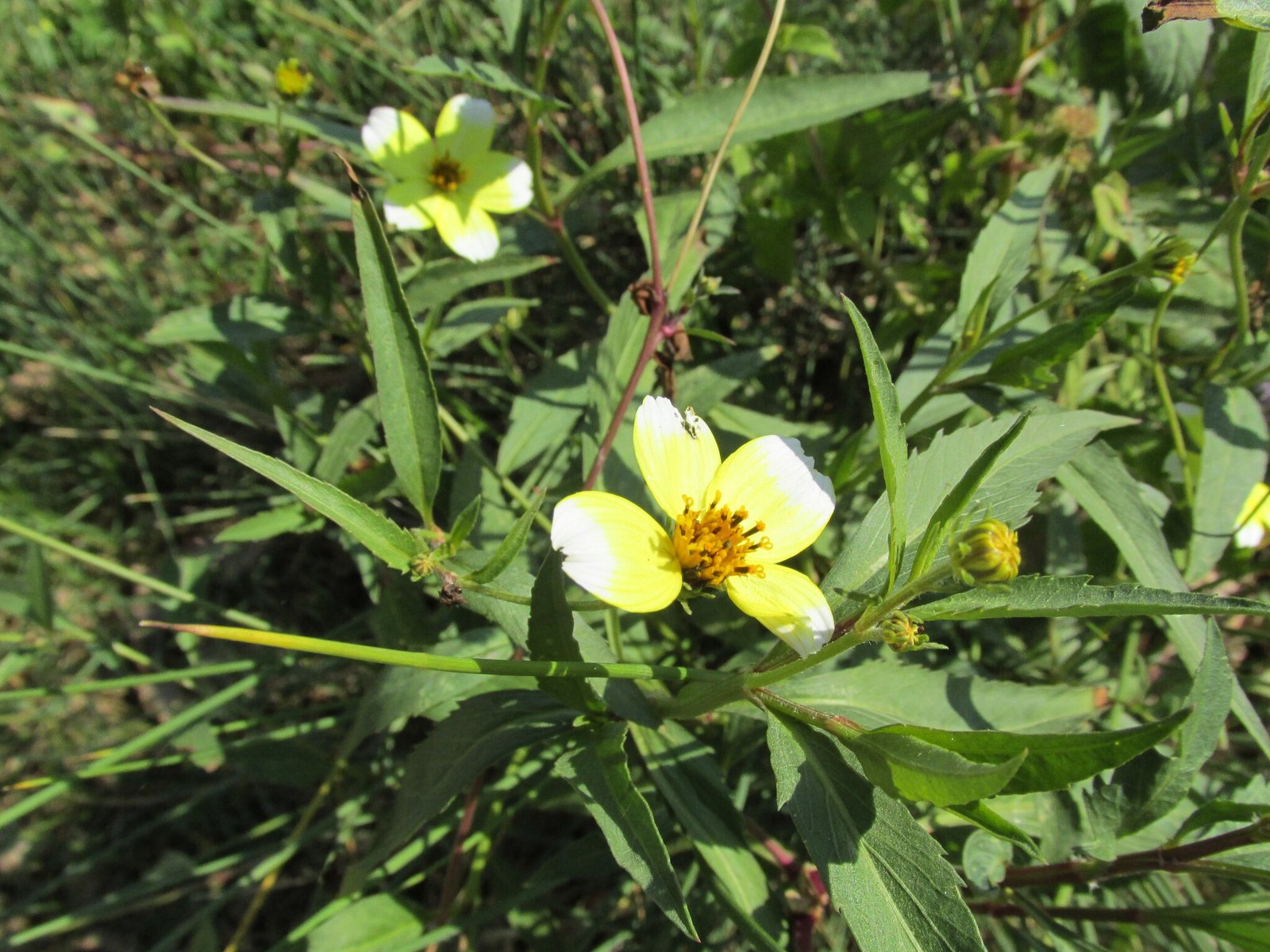 Bidens