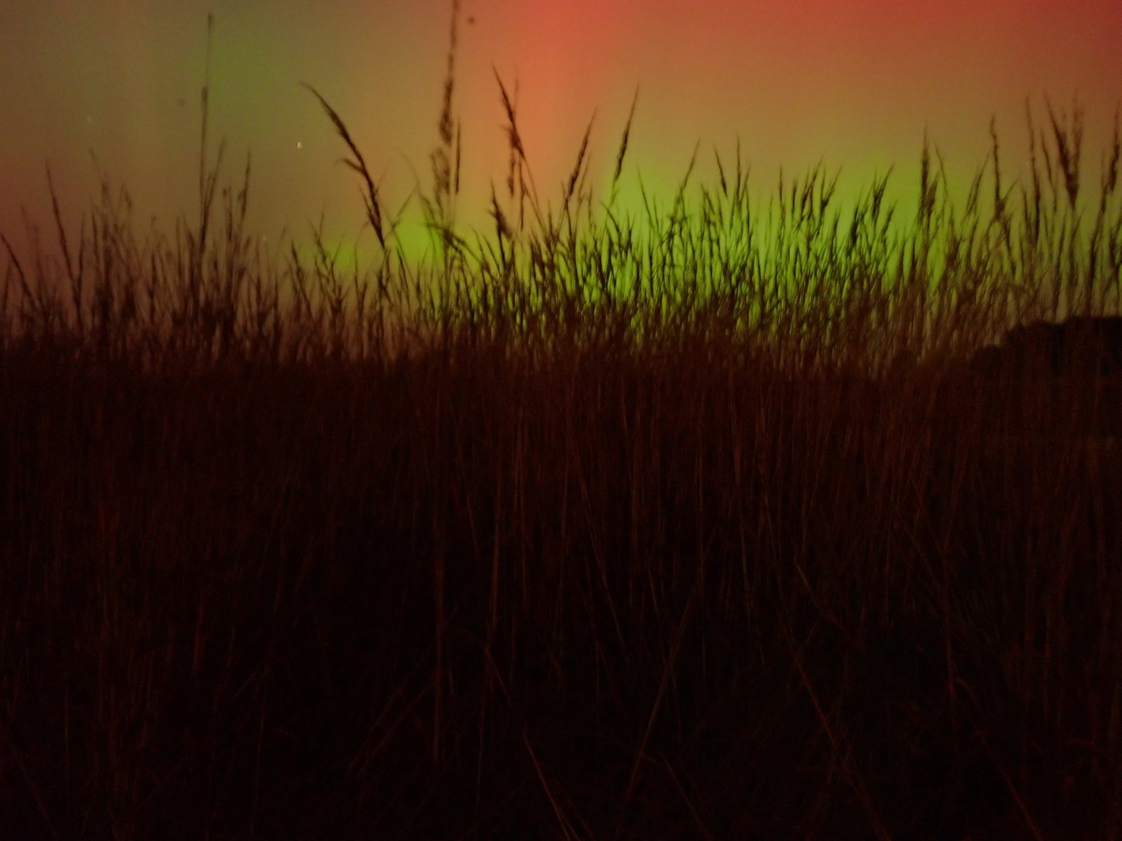 Big bluestem