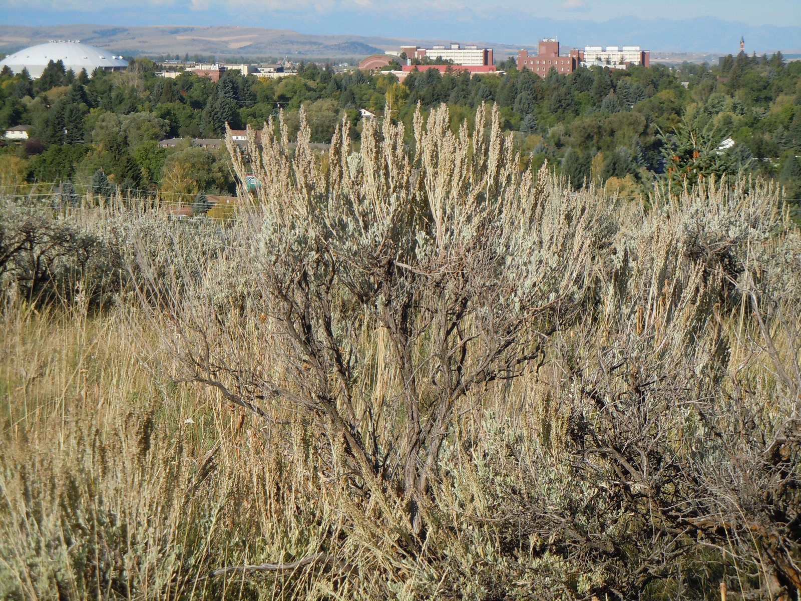 Big sagebrush