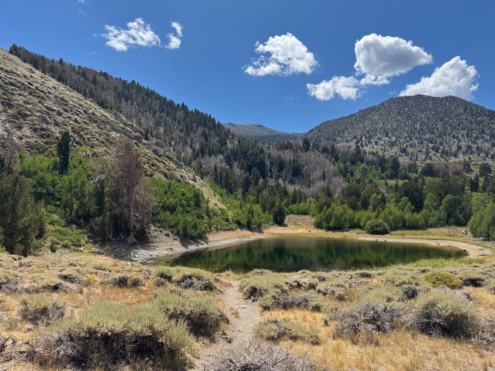 Big sagebrush