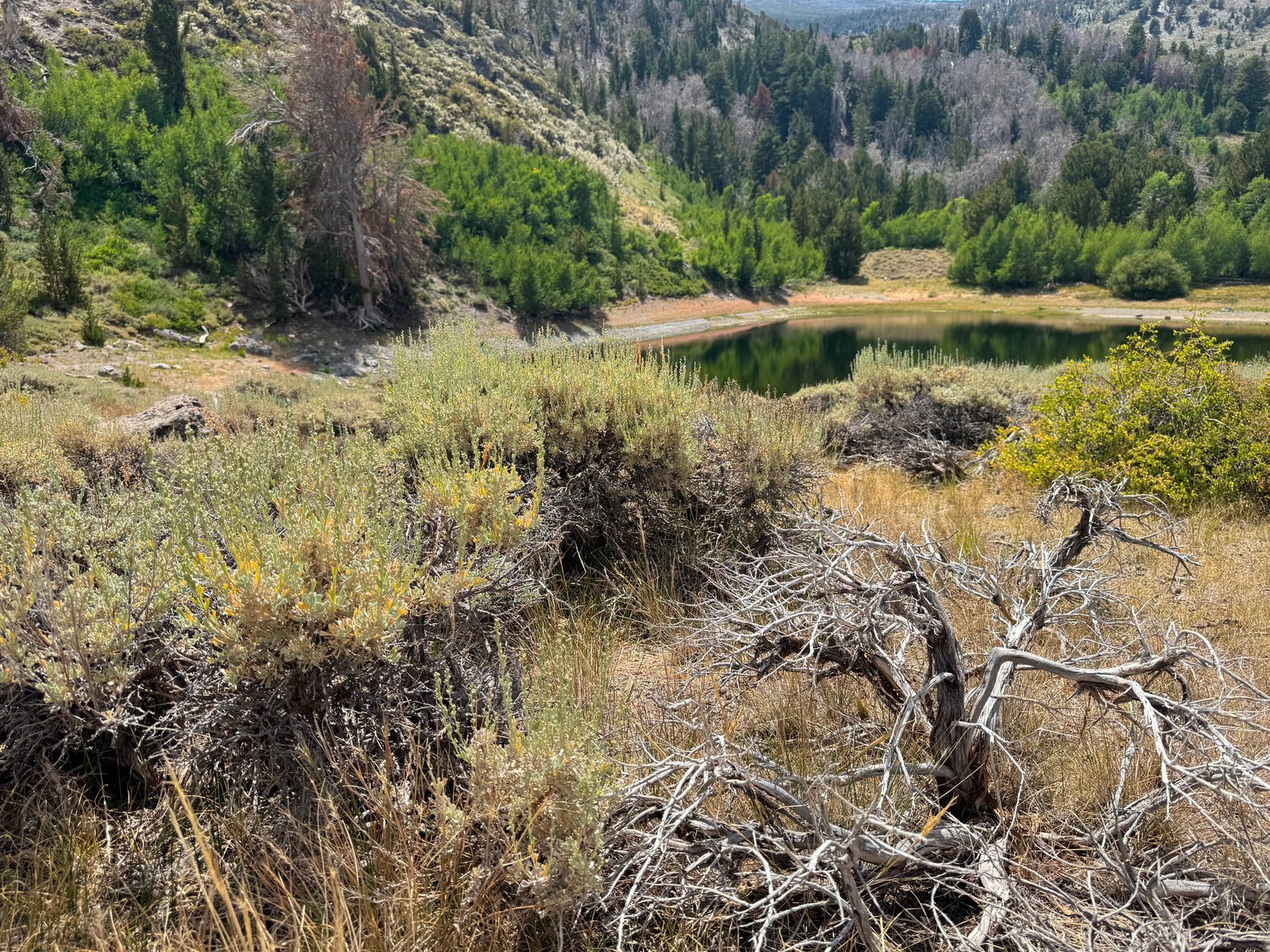 Big sagebrush