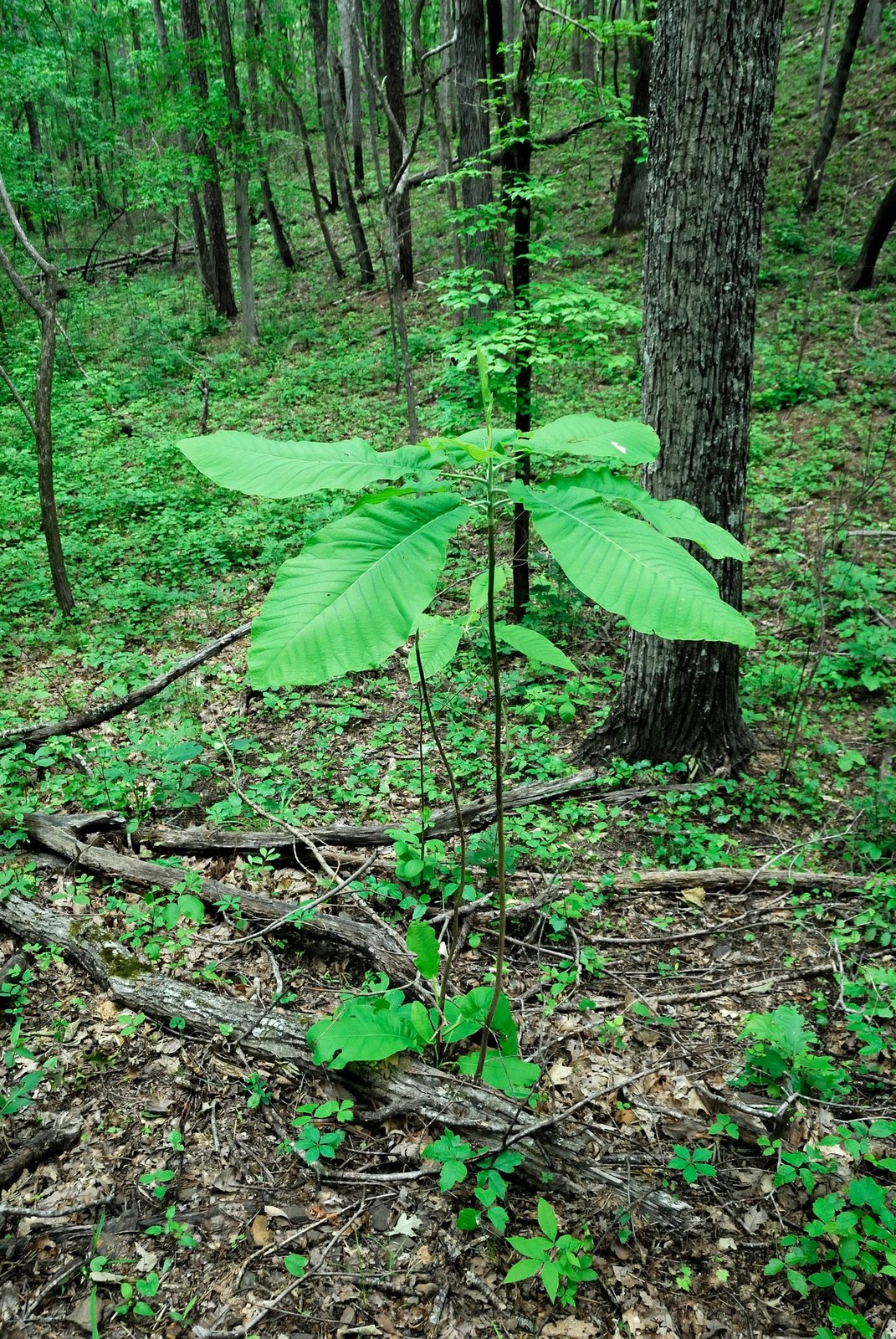 Bigleaf magnolia