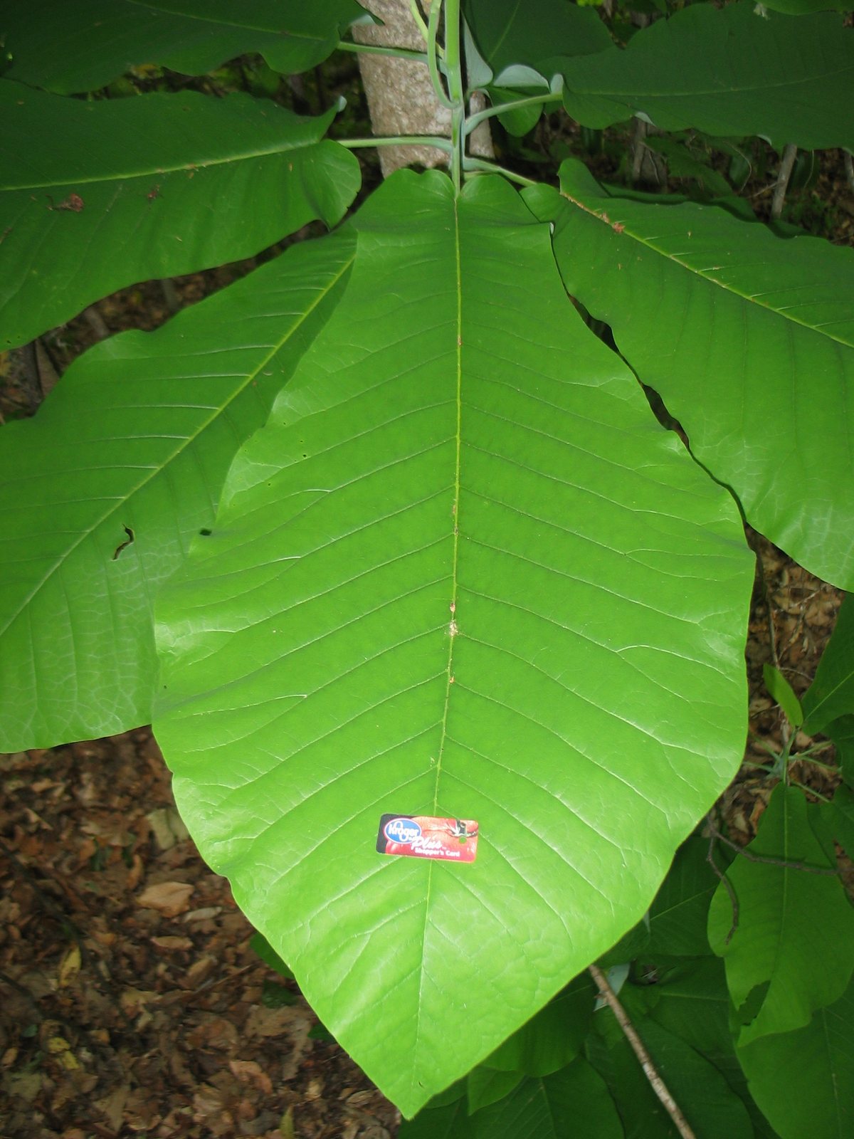 Bigleaf magnolia
