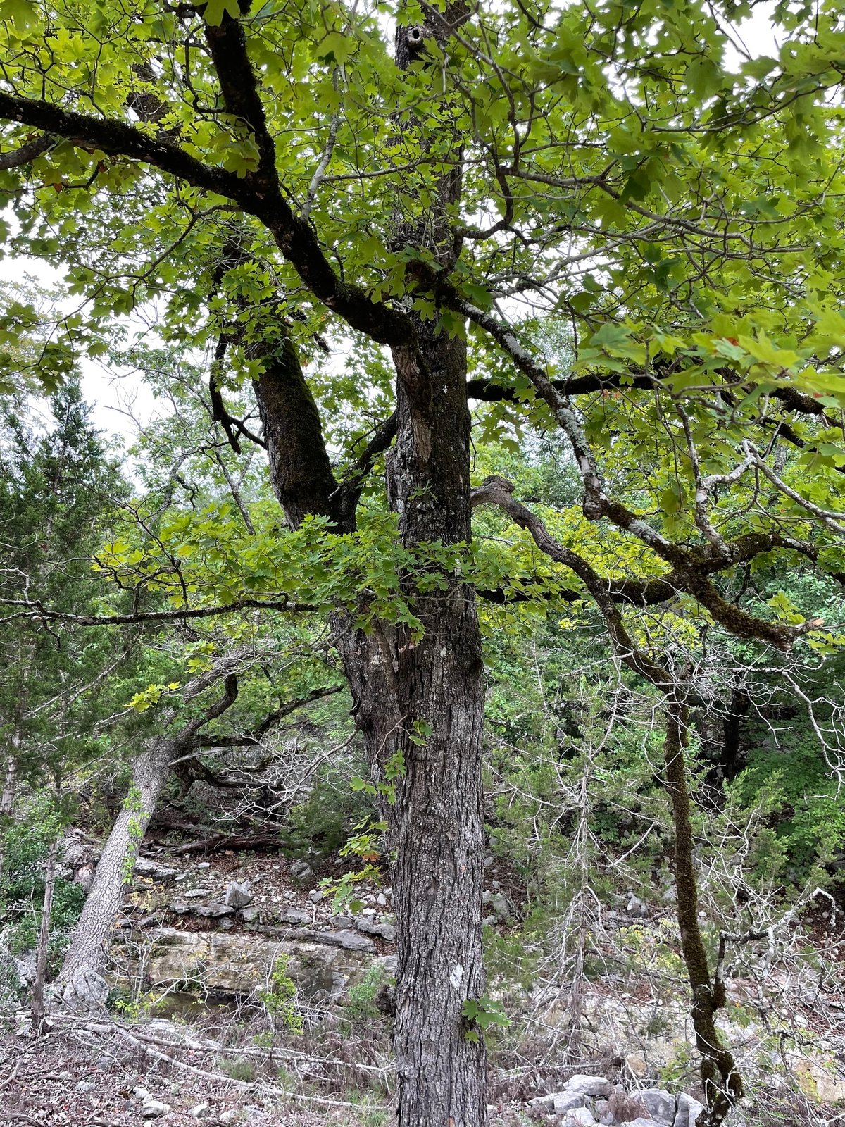 Bigtooth maple