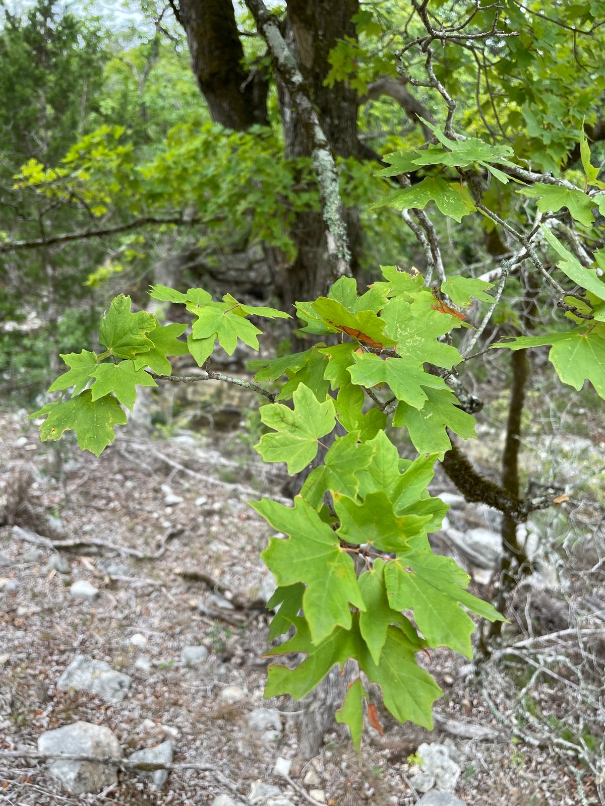 Bigtooth maple