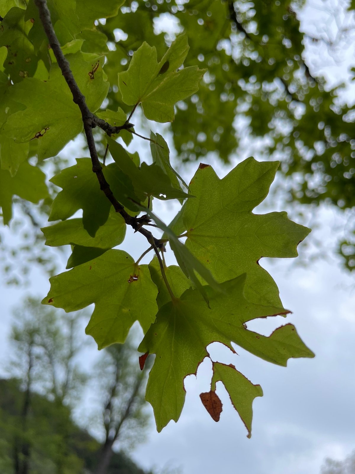 Bigtooth maple