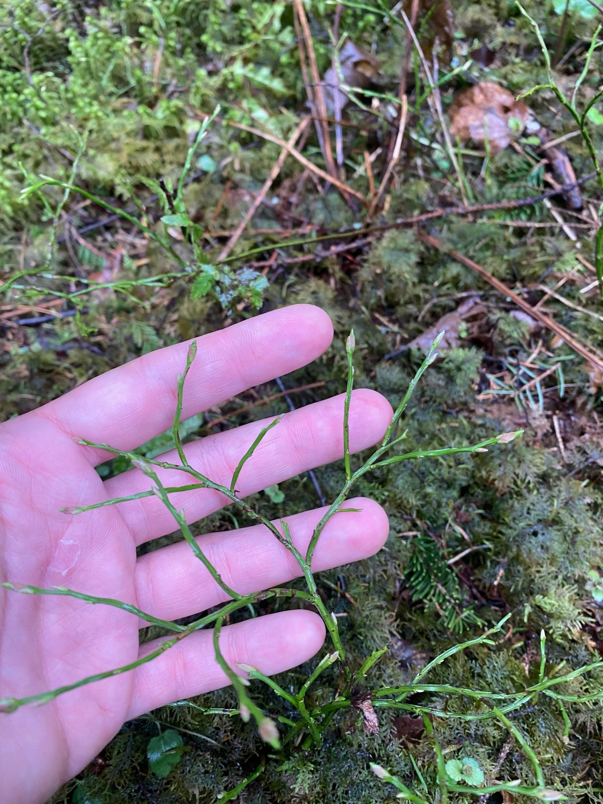 Bilberry
