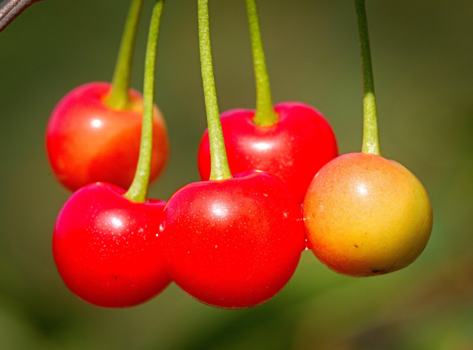Bing cherry