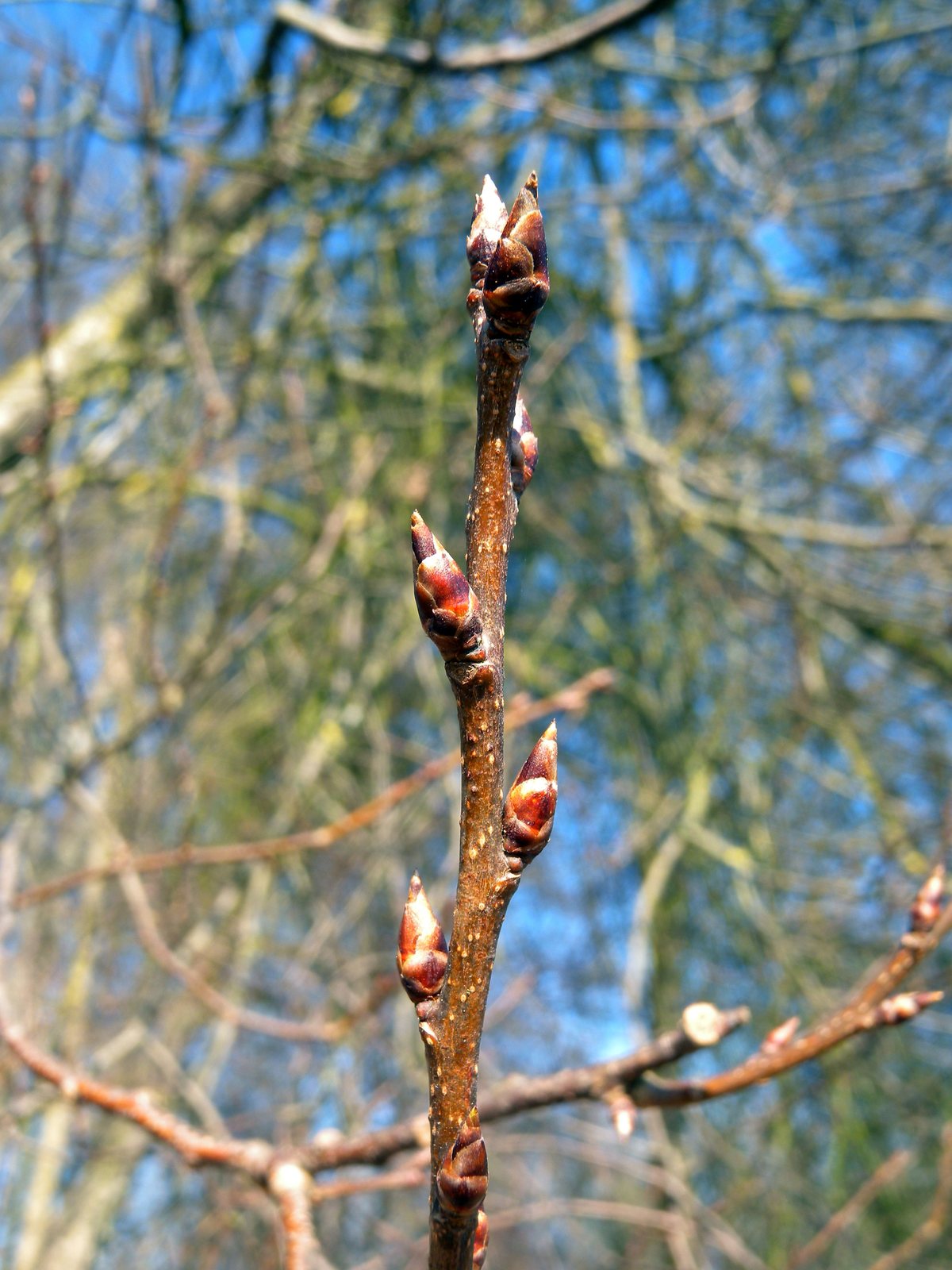 Bird cherry