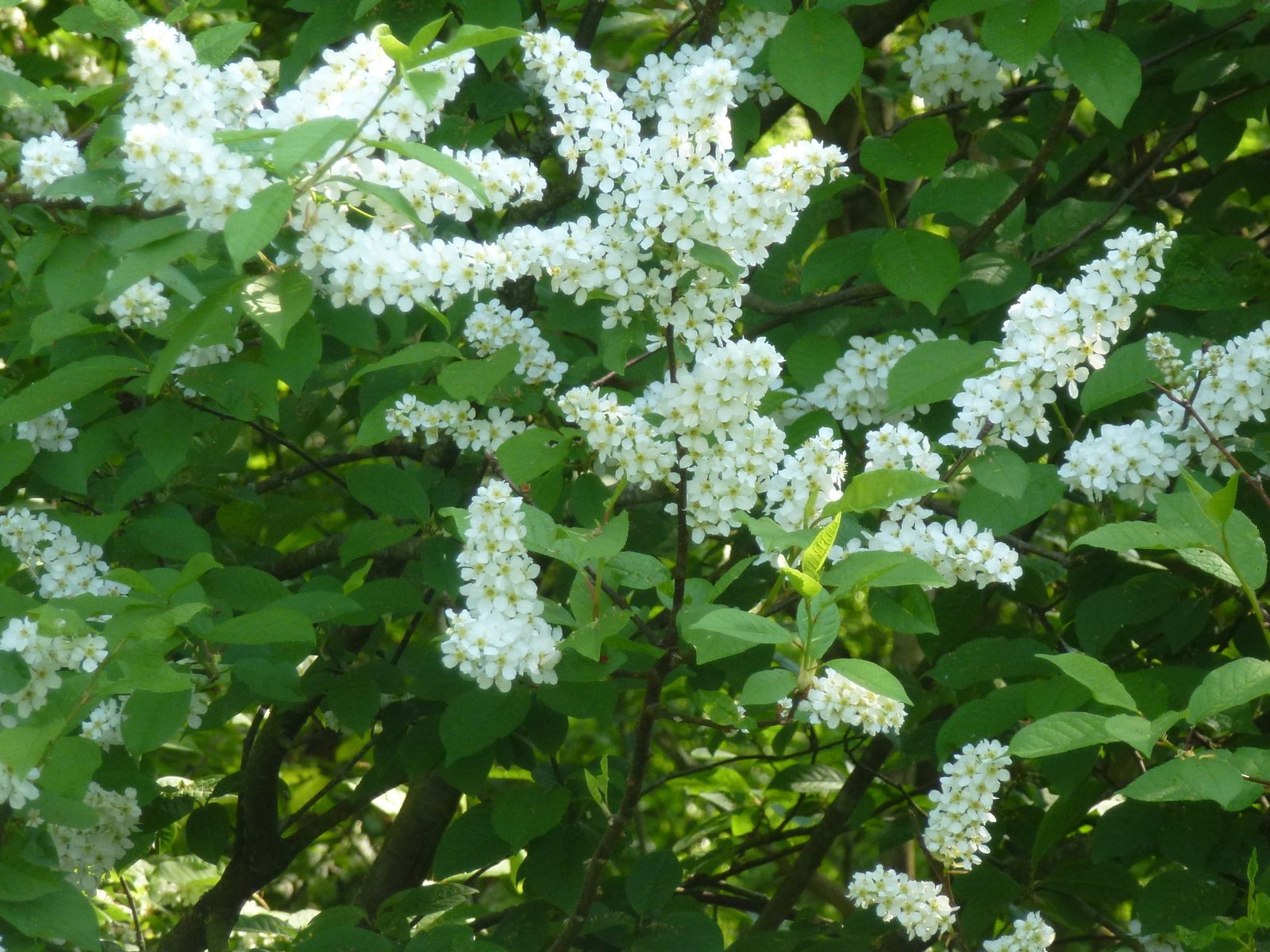 Bird cherry