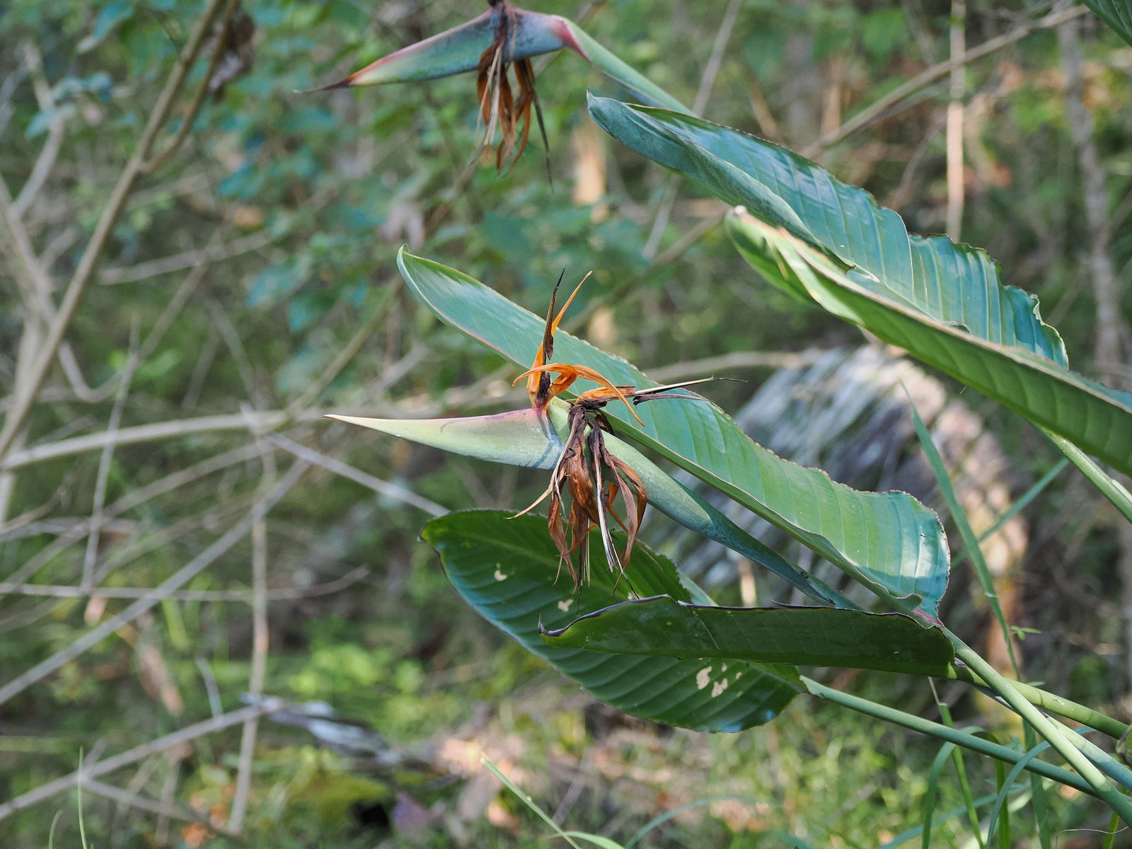 Bird of paradise
