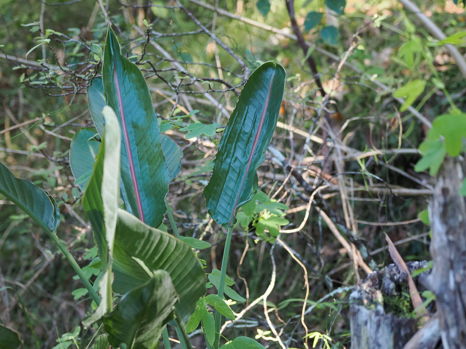 Bird of paradise