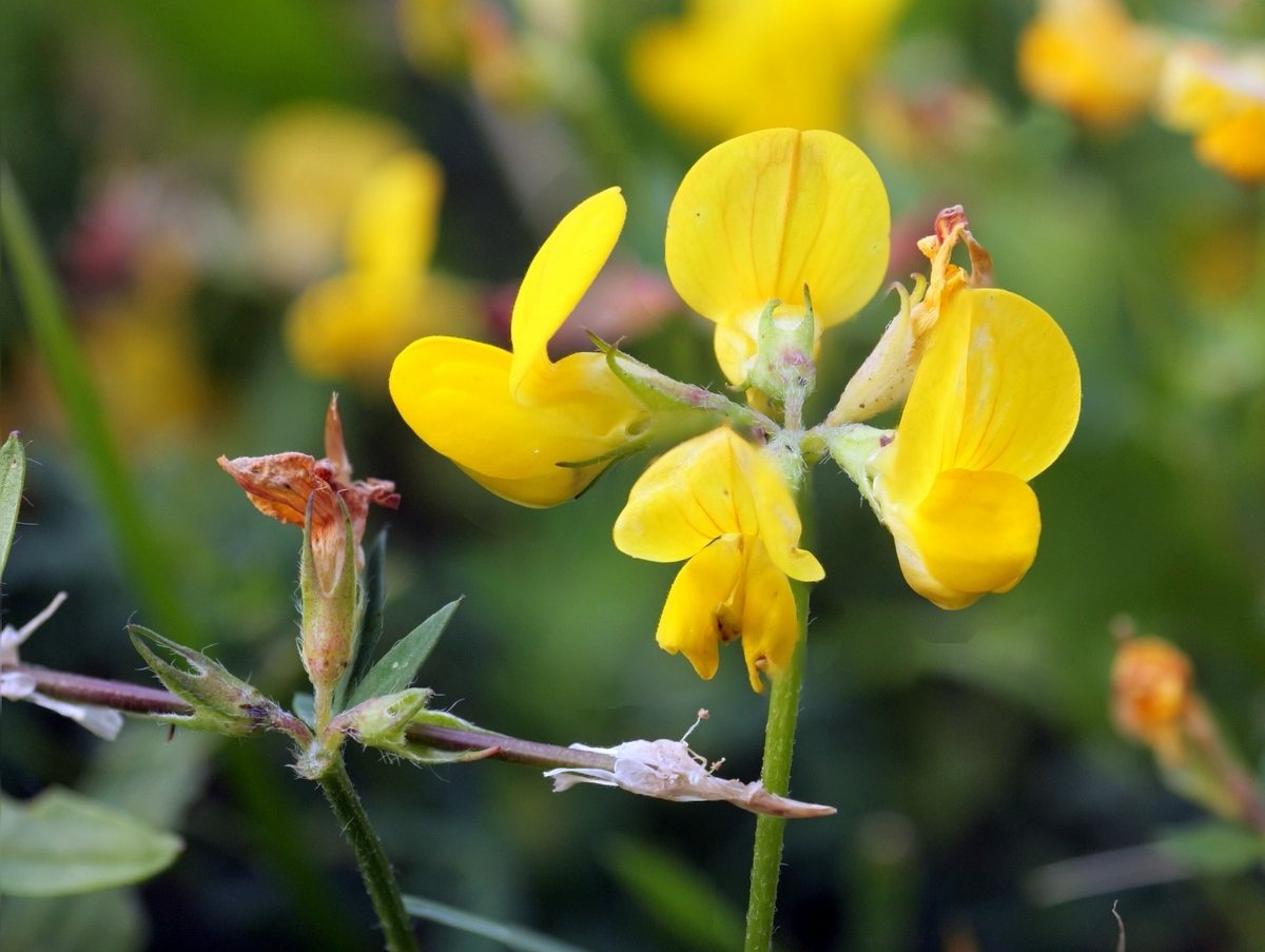 Bird's-foot trefoil