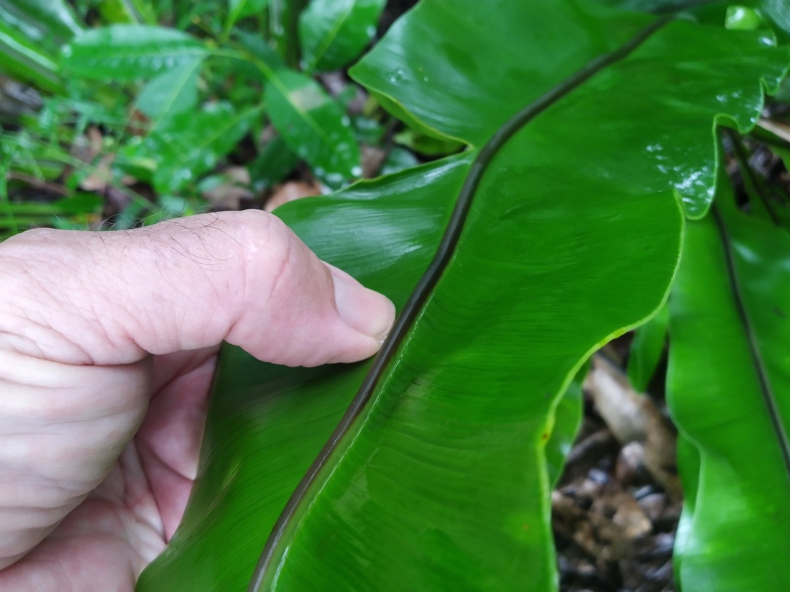 Bird's nest fern