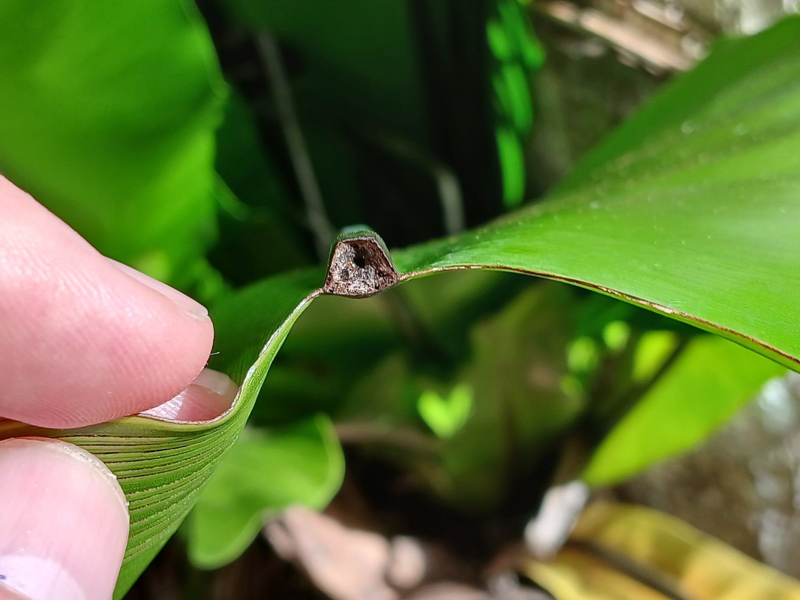 Bird's nest fern