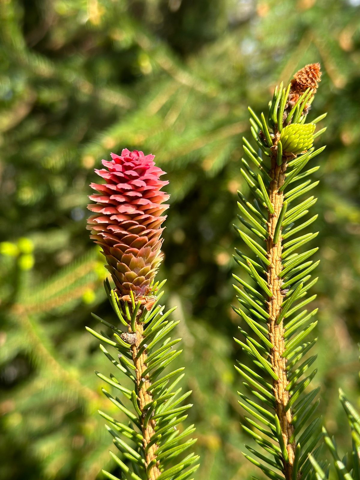 Bird's nest spruce
