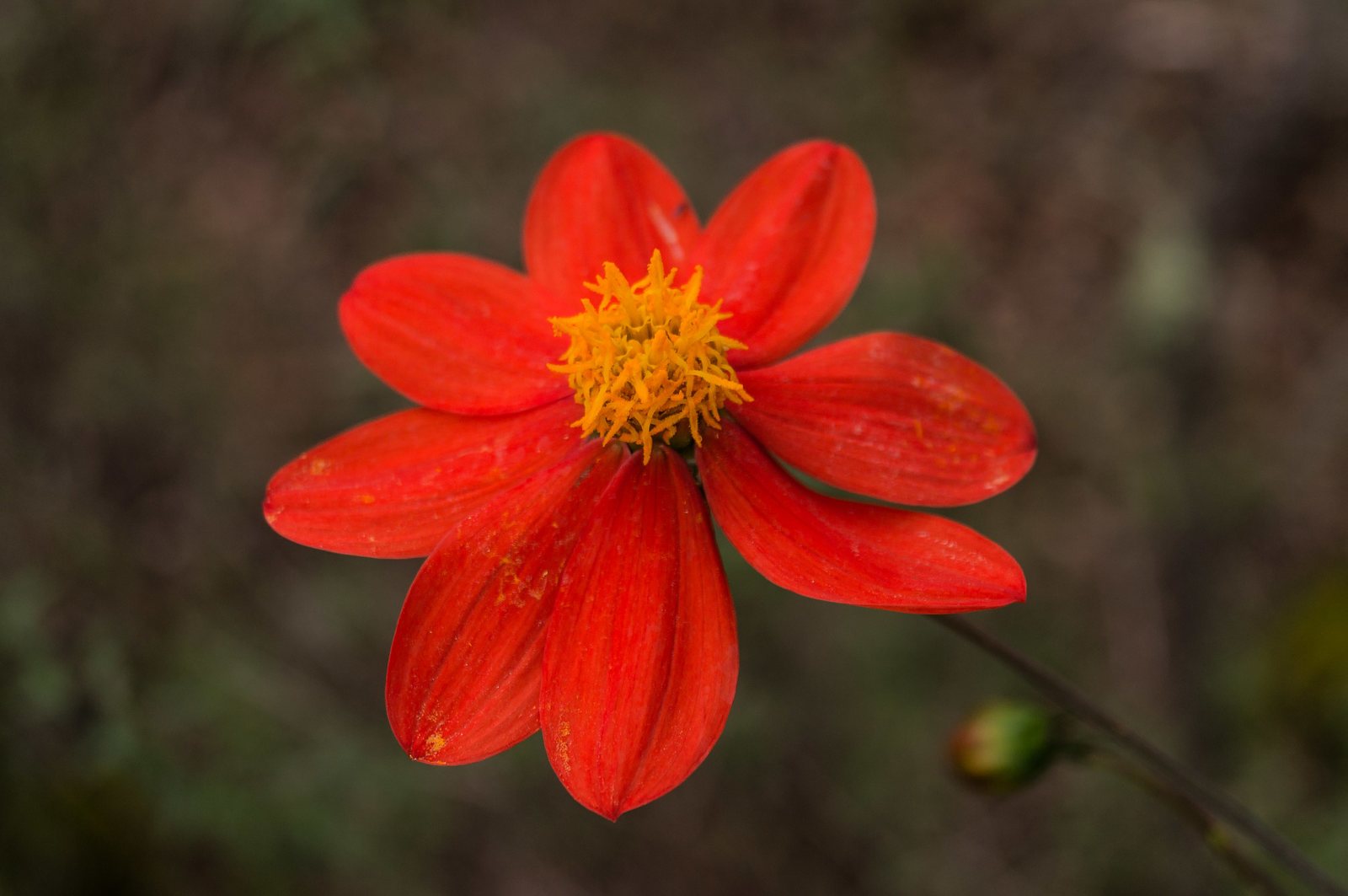 Bishop of Llandaff dahlia