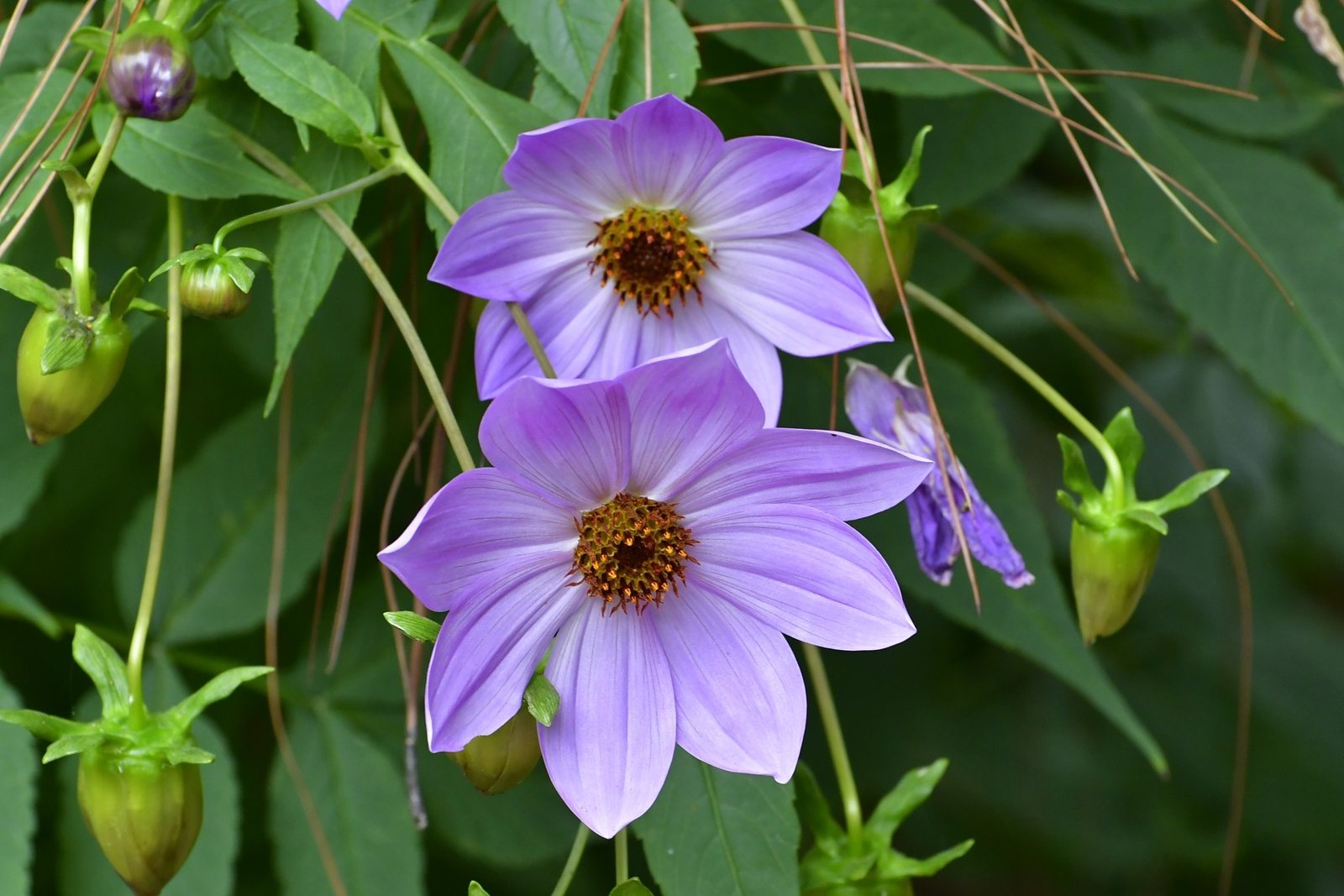 Bishop of Llandaff dahlia