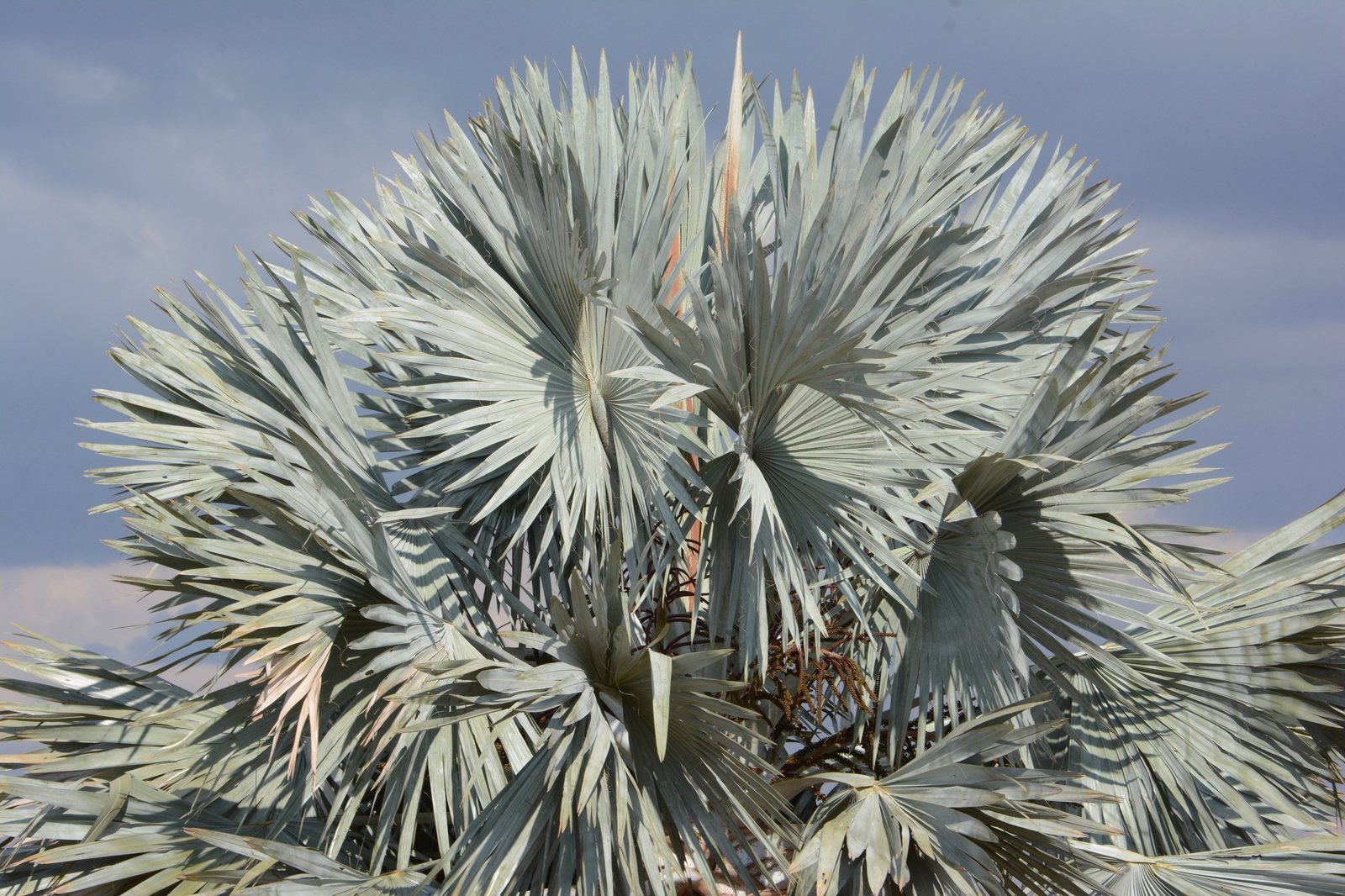 Bismarck palm