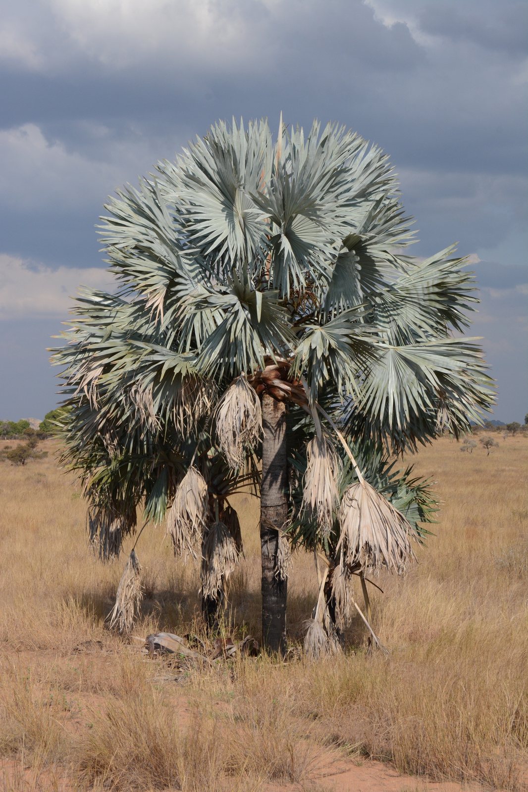 Bismarck palm